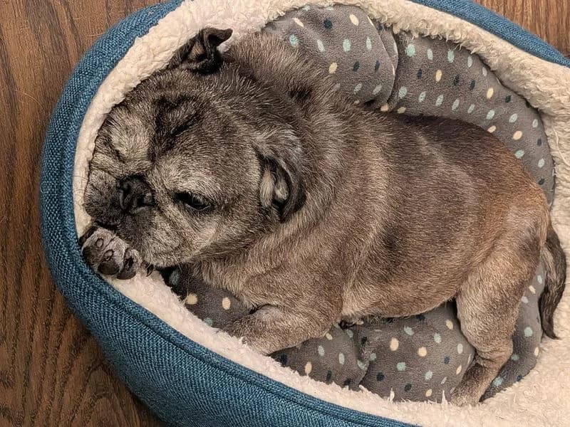 Lexi, female senior Pug for adoption at Dogs Trust Leeds, Leeds