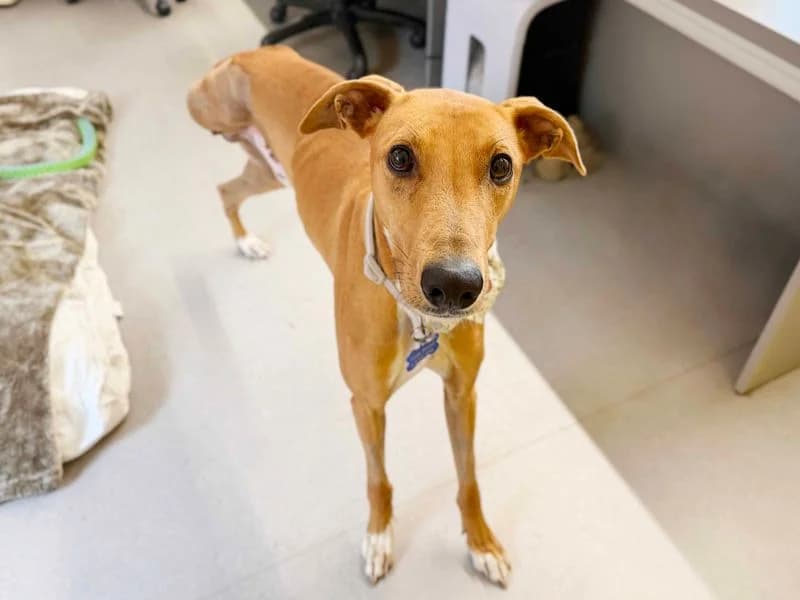 Cinnamon, male young Lurcher for adoption at Dogs Trust Leeds, Leeds