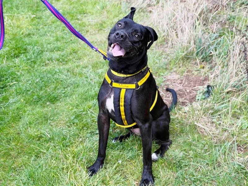 Pepper, female puppy Staffordshire Bull Terrier for adoption at Dogs Trust Leeds, Leeds
