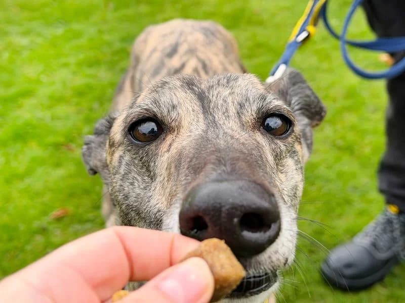 Hannah, female 5yo Greyhound for adoption at Dogs Trust Leeds, Leeds