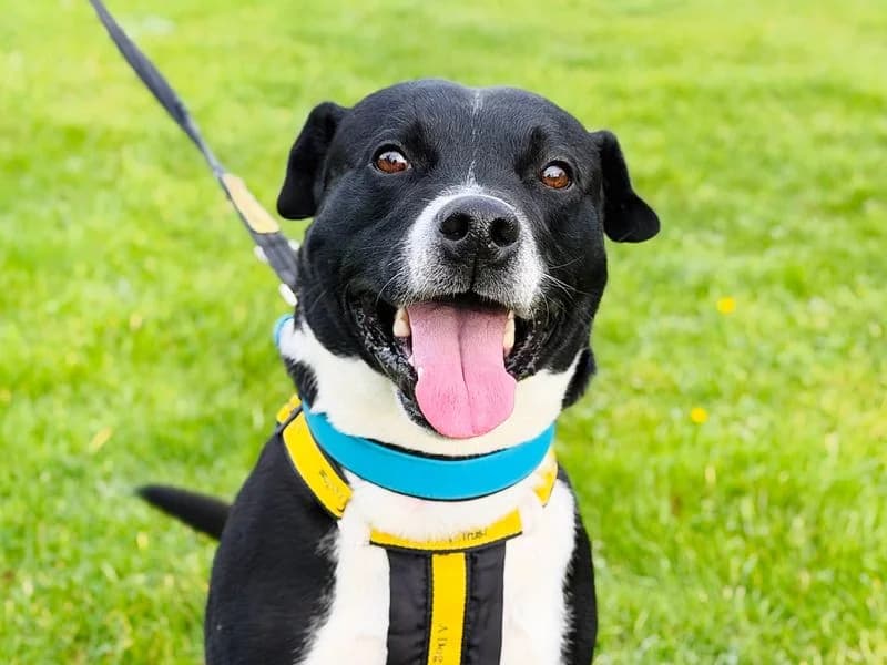 Rio, male 3yo Staffordshire Bull Terrier for adoption at Dogs Trust Leeds, Leeds