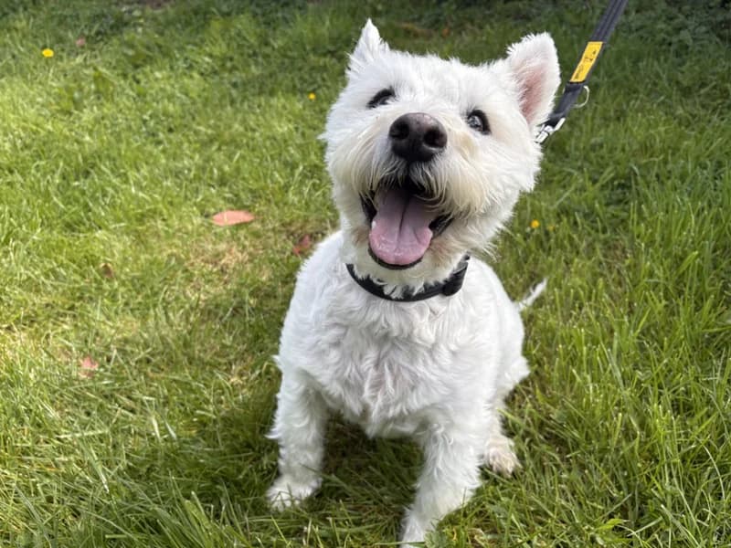 Oliver, male senior mixed breed for adoption at Dogs Trust Loughborough, Wymeswold