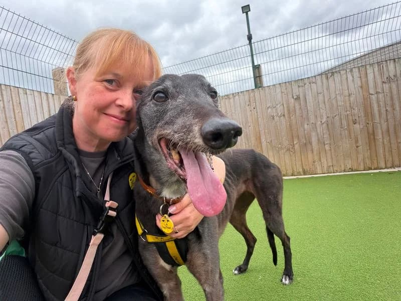 Sheena, female senior Greyhound for adoption at Dogs Trust Loughborough, Wymeswold