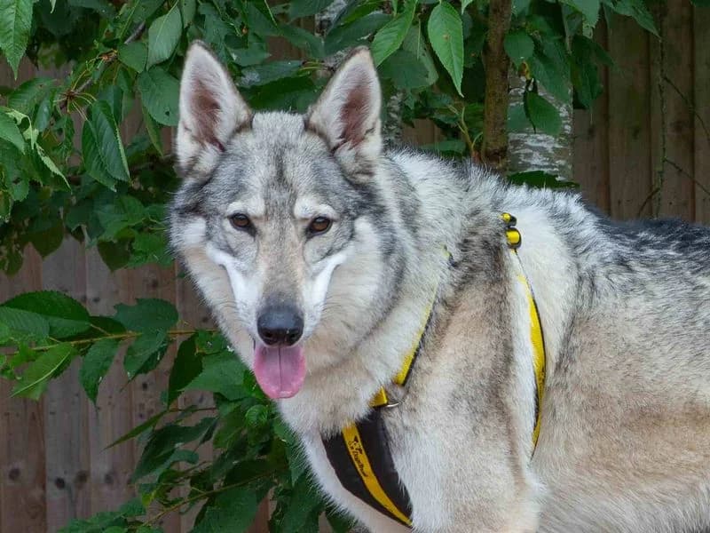 Koda, male 7yo Mixed Breed for adoption at Dogs Trust Loughborough, Wymeswold