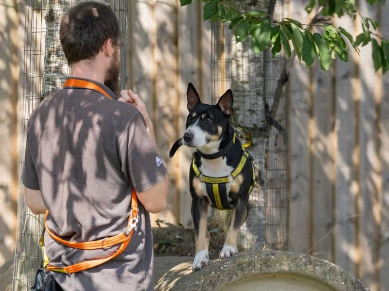 Kira, female senior mixed breed for adoption at Dogs Trust Loughborough, Wymeswold