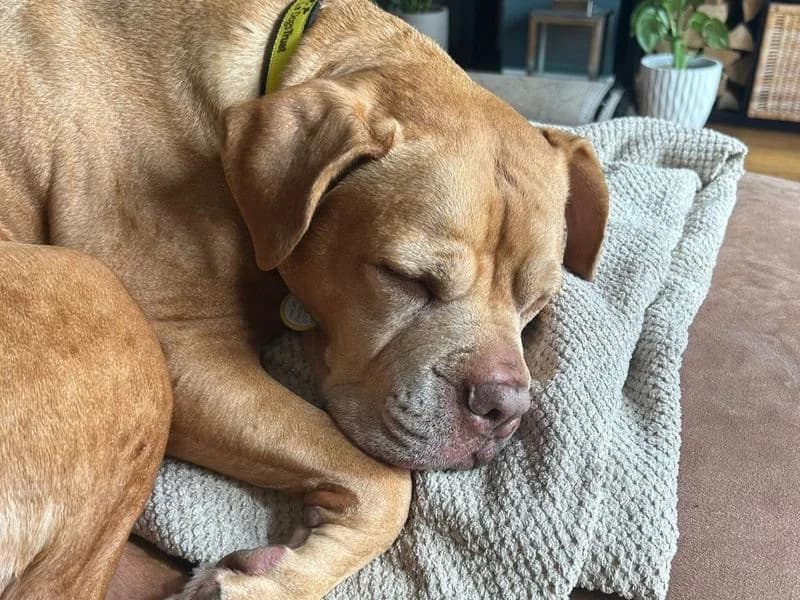 Joy, female senior mixed breed for adoption at Dogs Trust Loughborough, Wymeswold