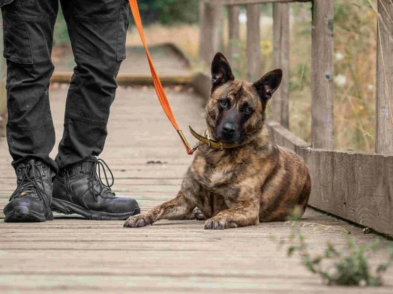 Lady Ruby Waggington, female 5yo mixed breed for adoption at Dogs Trust Loughborough, Wymeswold
