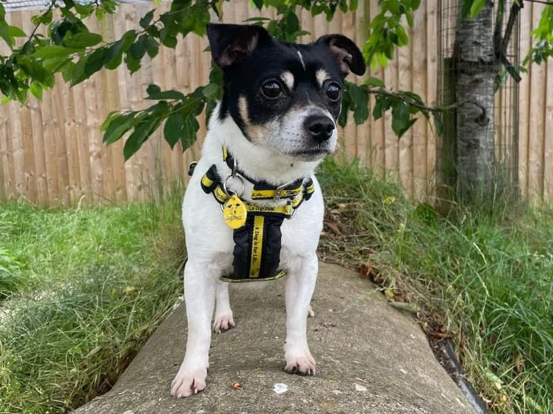 Hank, male senior Jack Russell Terrier for adoption at Dogs Trust Loughborough, Wymeswold