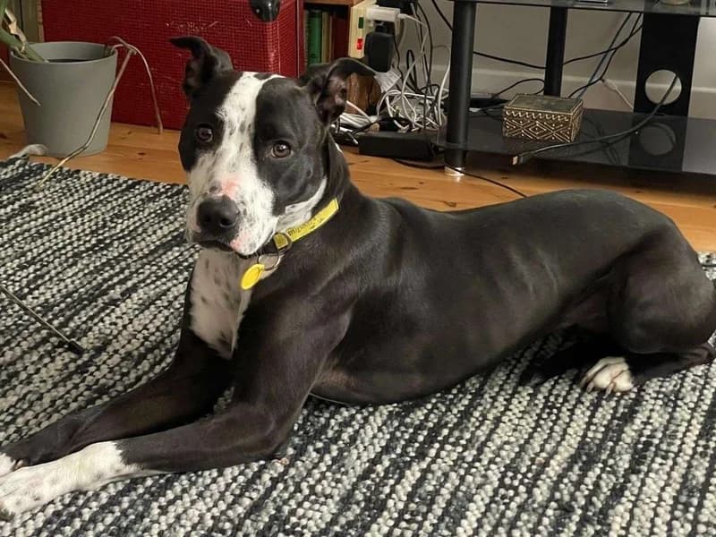 Tilly, female young Staffordshire Bull Terrier for adoption at Dogs Trust Loughborough, Wymeswold
