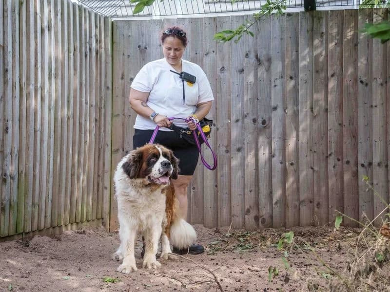 Bruno, male senior Saint Bernard for adoption at Dogs Trust Loughborough, Wymeswold