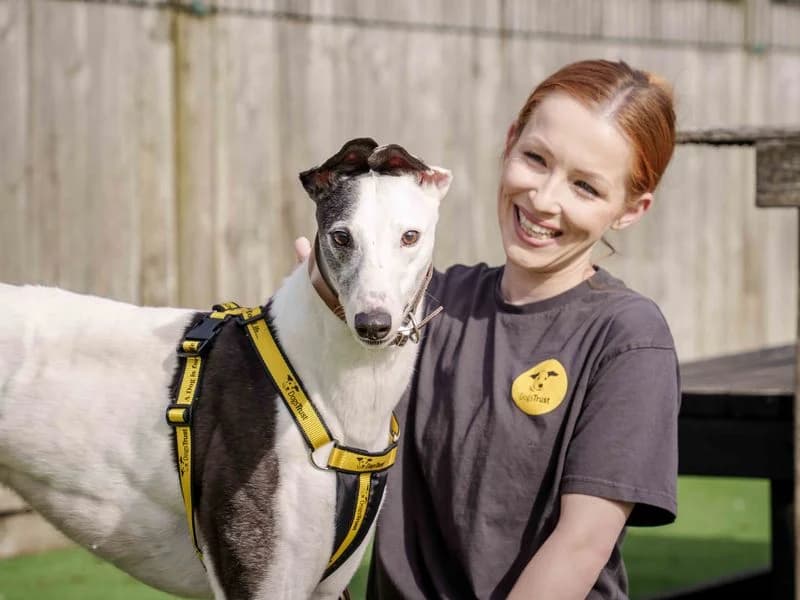Ethel, female 5yo Greyhound for adoption at Dogs Trust Loughborough, Wymeswold