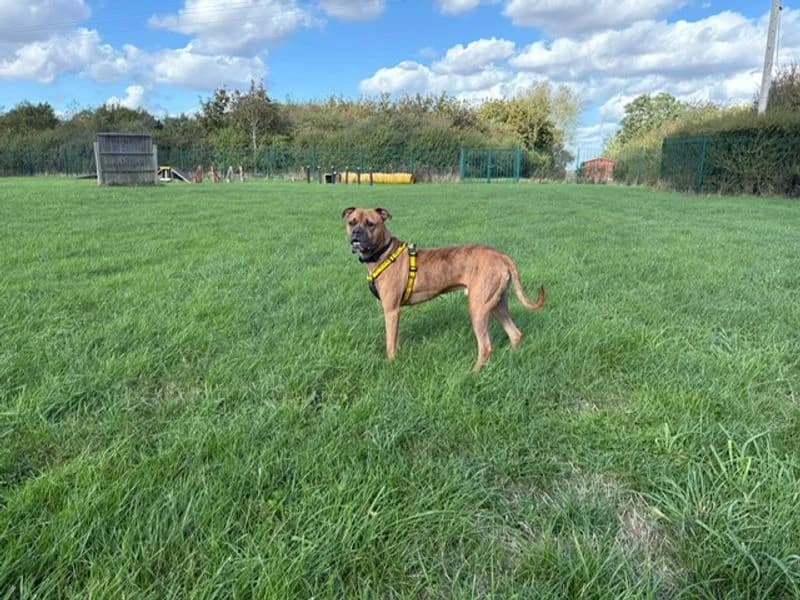 Buddy, male young mixed breed for adoption at Dogs Trust Loughborough, Wymeswold