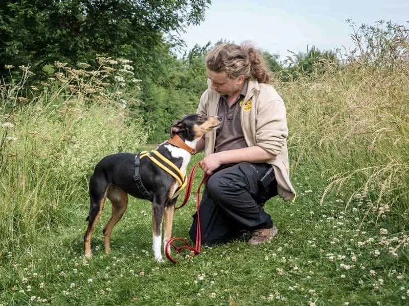 Allie, female 4yo Lurcher for adoption at Dogs Trust Loughborough, Wymeswold