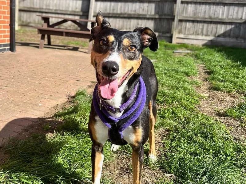 Allie, female 4yo Lurcher for adoption at Dogs Trust Loughborough, Wymeswold