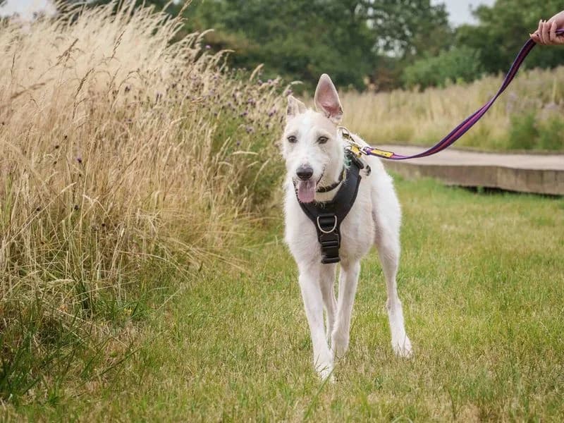 Jago, male 6yo Lurcher for adoption at Dogs Trust Loughborough, Wymeswold