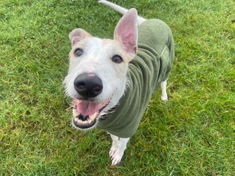 Jago, male 6yo Lurcher for adoption at Dogs Trust Loughborough, Wymeswold