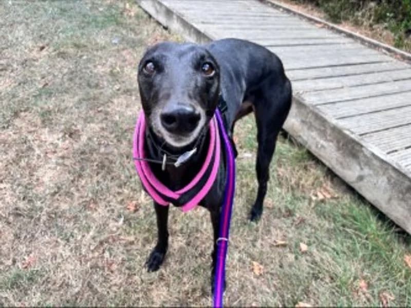 Molly, female 7yo Greyhound for adoption at Dogs Trust Loughborough, Wymeswold