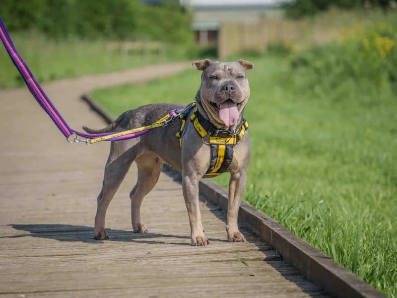 Ragnar, female young English Bulldog for adoption at Dogs Trust Loughborough, Wymeswold
