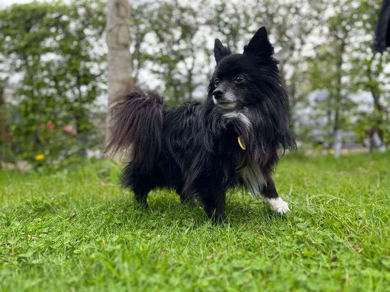 Potter, male 7yo Pomeranian for adoption at Dogs Trust Loughborough, Wymeswold