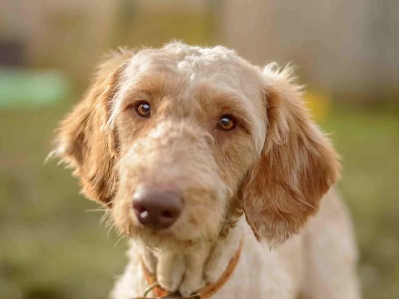 Archer, male 4yo Poodle for adoption at Dogs Trust Loughborough, Wymeswold