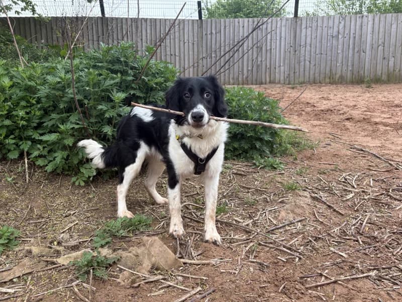 Lois, female puppy Border Collie for adoption at Dogs Trust Loughborough, Wymeswold