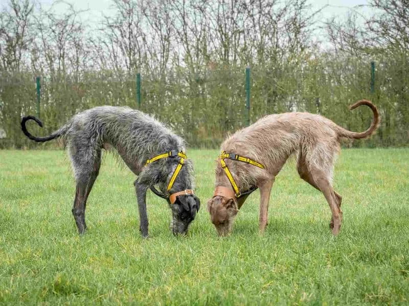 Eevee, female young mixed breed for adoption at Dogs Trust Loughborough, Wymeswold