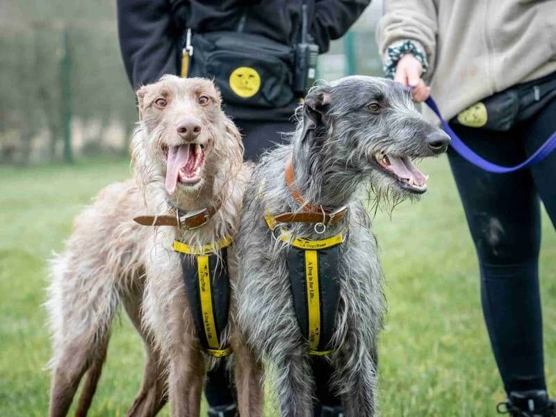 Umbreon, male young mixed breed for adoption at Dogs Trust Loughborough, Wymeswold
