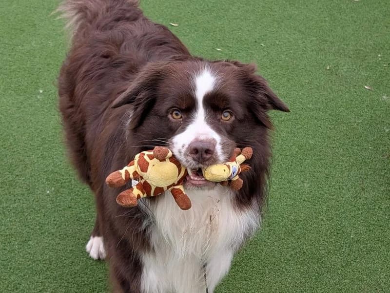 Sammy, male 3yo Border Collie for adoption at Dogs Trust Loughborough, Wymeswold