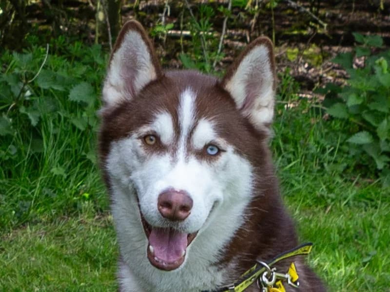 Loki, male young Husky for adoption at Dogs Trust Loughborough, Wymeswold