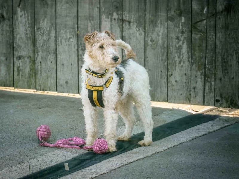 Marmalade, male 4yo mixed breed for adoption at Dogs Trust Loughborough, Wymeswold