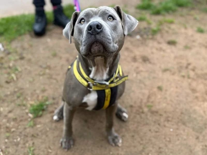 Dream, female young Staffordshire Bull Terrier for adoption at Dogs Trust Loughborough, Wymeswold