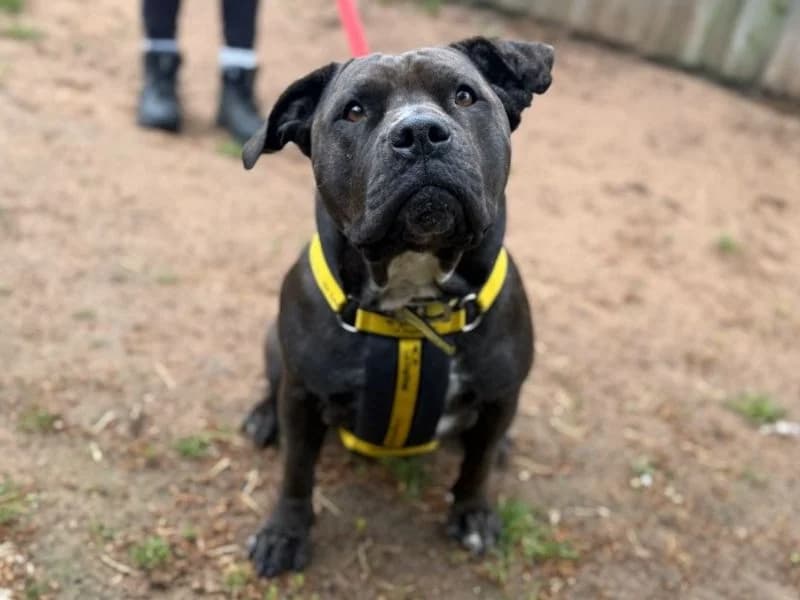 Kali, female 6yo Staffordshire Bull Terrier for adoption at Dogs Trust Loughborough, Wymeswold