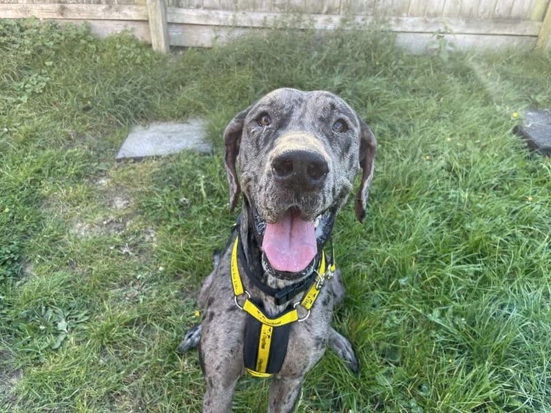 Flossy, female young Great Dane for adoption at Dogs Trust Loughborough, Wymeswold