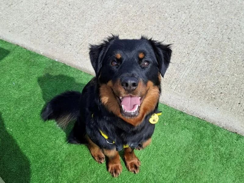 Maddie, female young Rottweiler for adoption at Dogs Trust Loughborough, Wymeswold
