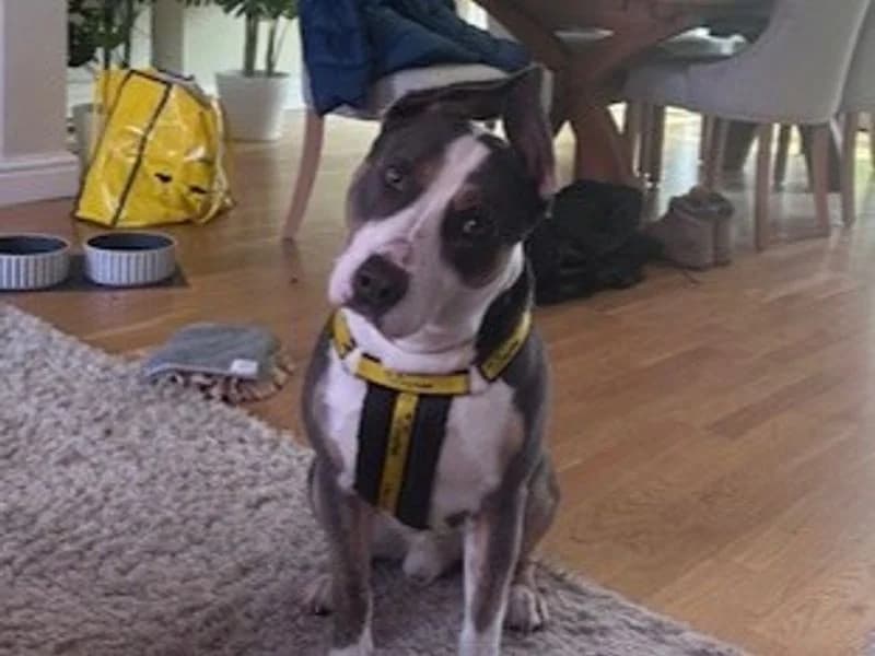 Bruno, male 3yo English Bulldog for adoption at Dogs Trust Loughborough, Wymeswold