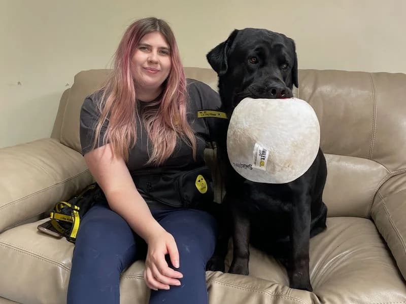 Lolo, male 3yo Labrador Retriever for adoption at Dogs Trust Loughborough, Wymeswold