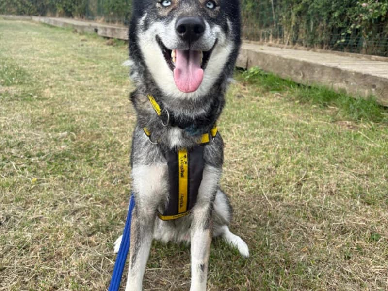 Ella, female 4yo Husky for adoption at Dogs Trust Loughborough, Wymeswold