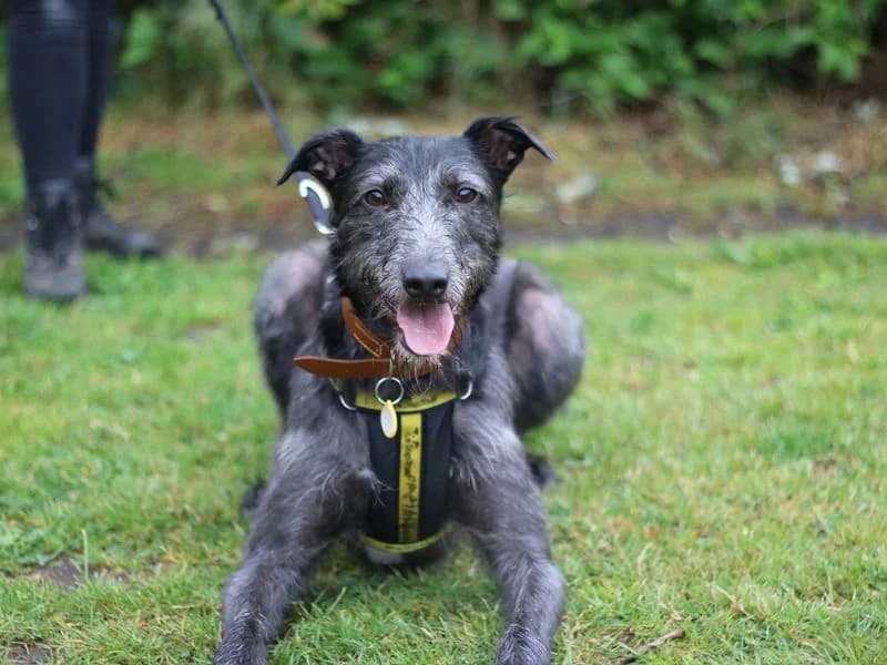 Wispy, female 3yo Lurcher for adoption at Dogs Trust Loughborough, Wymeswold