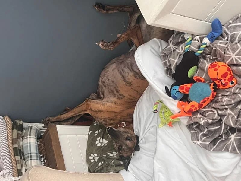 Diana, female 4yo Greyhound for adoption at Dogs Trust Loughborough, Wymeswold