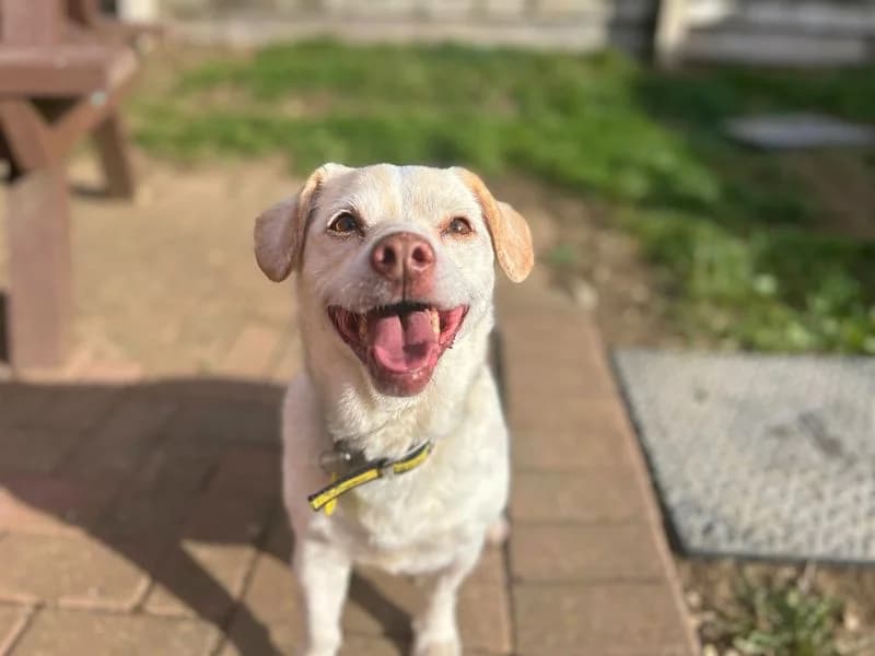 Roscoe, male senior Jack Russell Terrier for adoption at Dogs Trust Loughborough, Wymeswold
