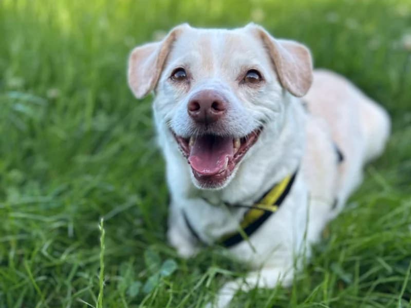 Roscoe, male senior Jack Russell Terrier for adoption at Dogs Trust Loughborough, Wymeswold
