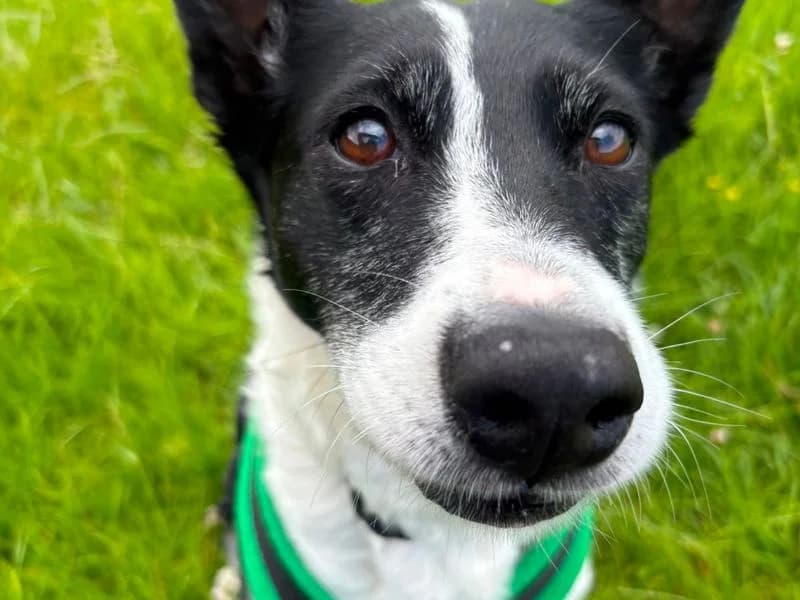 Kelly, female 6yo Collie for adoption at Dogs Trust Loughborough, Wymeswold