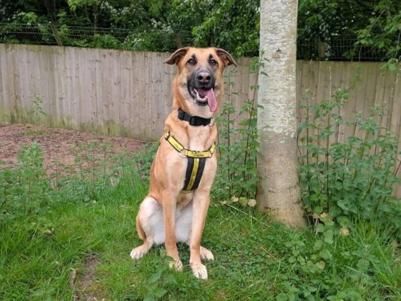 Tinkerbell, female young Belgian Malinois for adoption at Dogs Trust Loughborough, Wymeswold