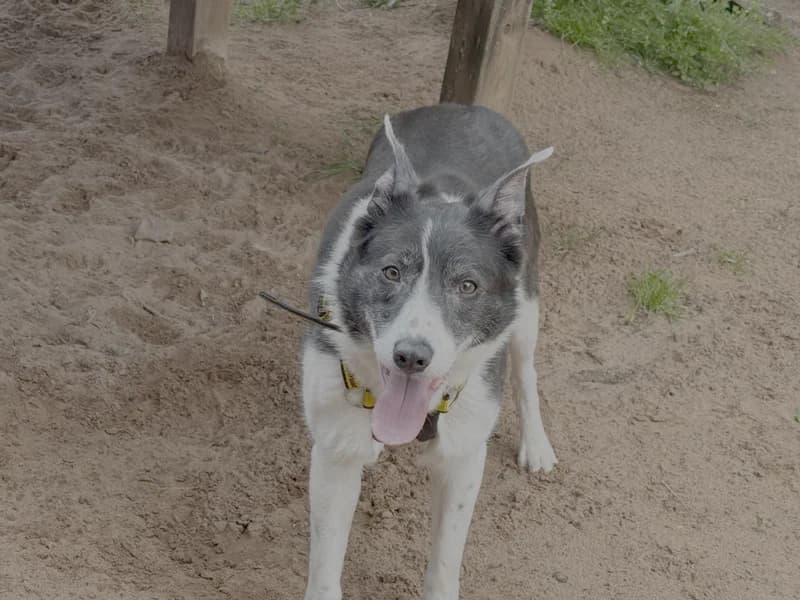Bo, female 6yo Border Collie for adoption at Dogs Trust Loughborough, Wymeswold