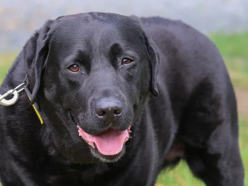 Teddy, male 7yo Labrador Retriever for adoption at Dogs Trust Loughborough, Wymeswold