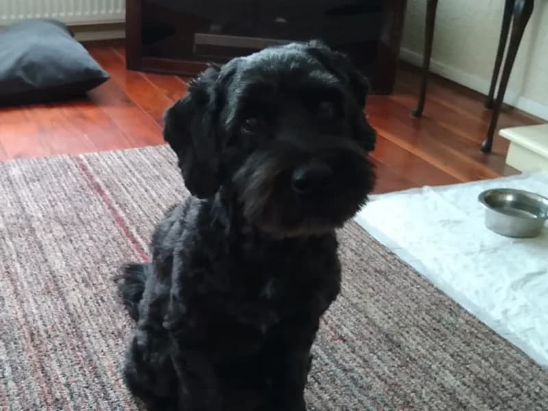 Coley, male senior Cocker Spaniel for adoption at Dogs Trust Loughborough, Wymeswold