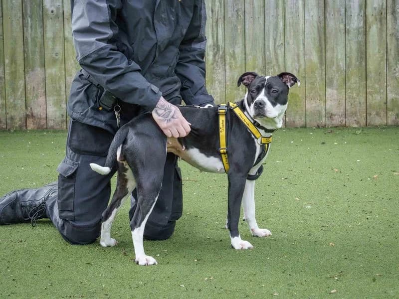Kiki, female young Staffordshire Bull Terrier for adoption at Dogs Trust Loughborough, Wymeswold