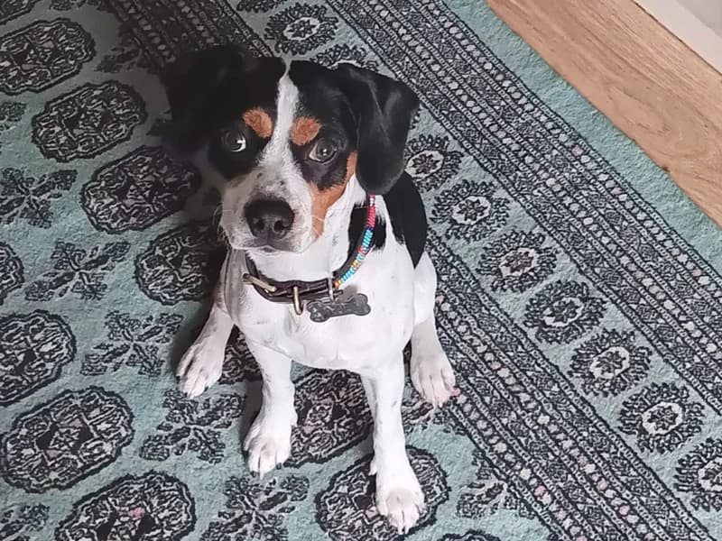 Jasper, male young Jack Russell Terrier for adoption at Dogs Trust Loughborough, Wymeswold