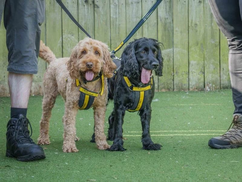 Lupin, male 7yo Cocker Spaniel for adoption at Dogs Trust Loughborough, Wymeswold