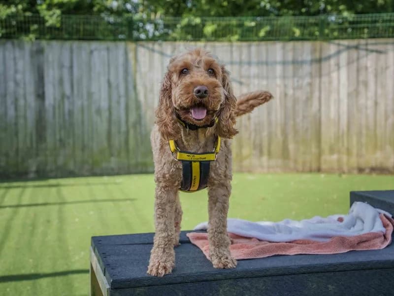 Toddy, male 4yo Cocker Spaniel for adoption at Dogs Trust Loughborough, Wymeswold